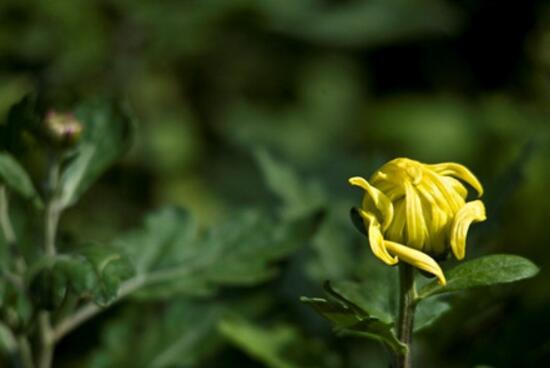 What to do if the chrysanthemum does not show buds and blossom, increase fertilization, prune / light properly