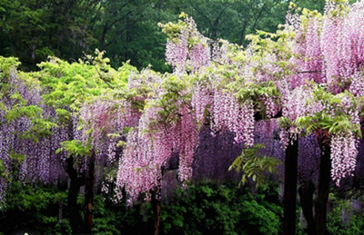 Cultivation and management techniques of Wisteria sinensis