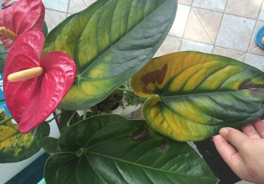 What if the Anthurium andraeanum leaves turn yellow? learn 5 tricks to make the leaves green all the year round.