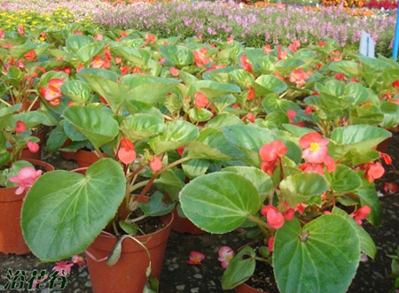 Cutting methods of four Seasons Begonia