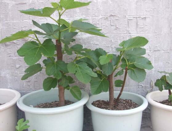 How to grow potted figs, the cultivation techniques / light of figs should be sufficient.