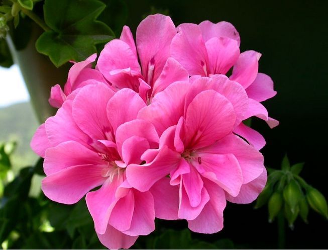 Winter management and pruning and shaping of pelargonium