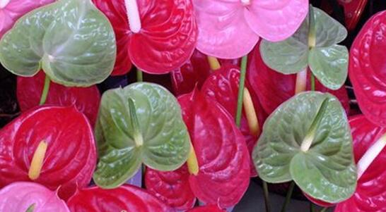 Why is Anthurium not red? why is Anthurium not tall / need to understand four points