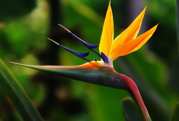 When does the orchid bloom and how to prolong the flowering period / barefoot flowering for 100 days?