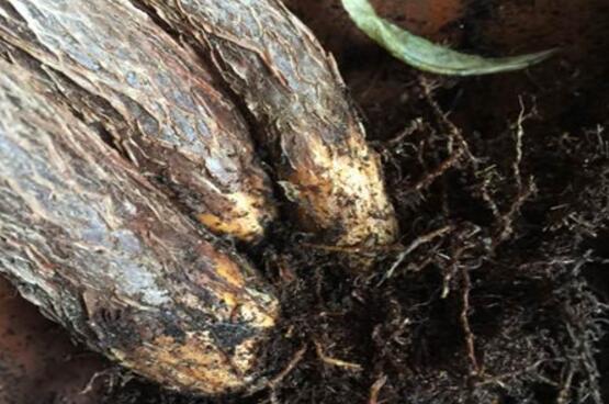 How to remedy the rotten roots of rich trees, soil disinfection, removal of rotten roots / late maintenance is the key.