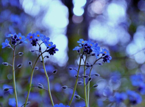 Forget-me-not how to water, forget-me-not how to fertilize / pay attention to water / pay attention to fertilizer selection