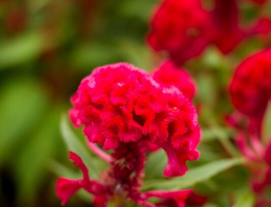 When does the cockscomb blossom and maintain its flowering period / 3 months from July to September?