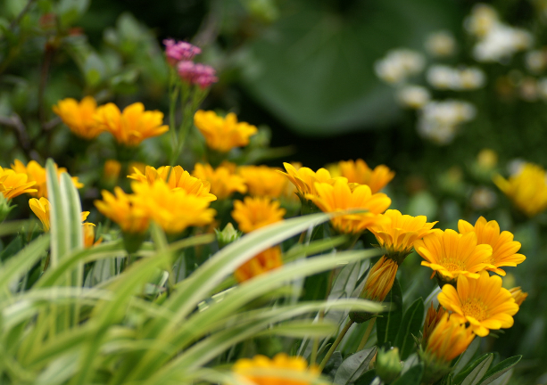 The Culture method of Medal Flower