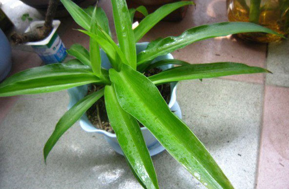 What is the reason for the blackening of the leaf tip of Cymbidium