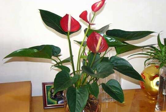 How to raise Anthurium andraeanum, the breeding methods and precautions of Anthurium andraeanum / need to learn 6 tips