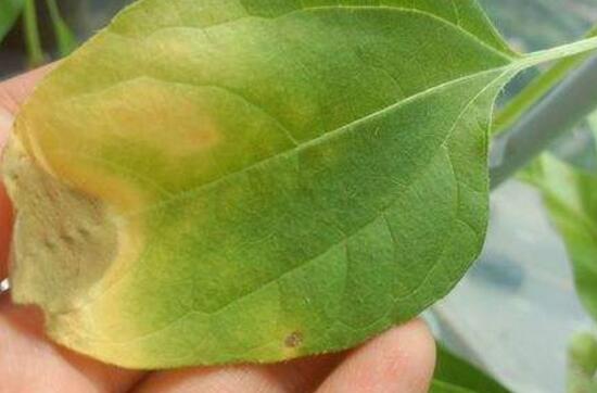 Sunflower leaves yellowing how to do, pay attention to light / fertilization / watering (including solutions)