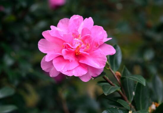 Which is better to raise, tea plum or camellias? why is tea plum more expensive / more resistant to disease and cold than camellias?