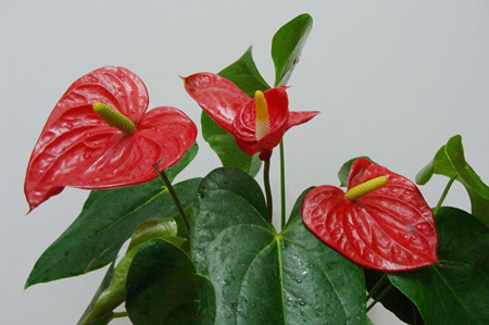 Culture method of Anthurium andraeanum (Flaming Crane)