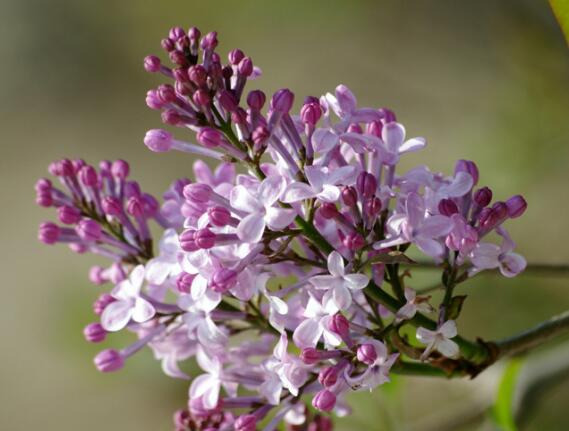 How to raise and grow lilacs, the breeding methods and matters needing attention of lilac flowers