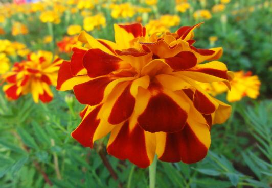 When does marigold bloom? maintenance of flowering period of marigold / 3 months from July to September