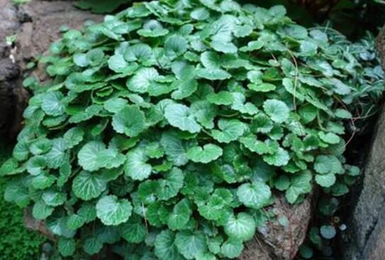 How to raise Saxifraga, the cultivation methods and matters needing attention / cool environment of potted Saxifraga