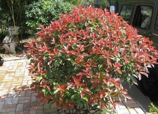 Is Photinia mandshurica toxic? the key points of bonsai production technology / soil is very important.