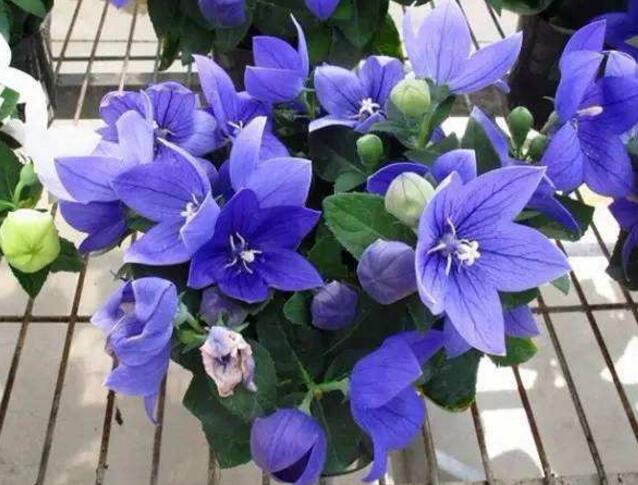 How to raise Platycodon grandiflorum in pot, the breeding methods and precautions / sufficient light of Platycodon grandiflorum