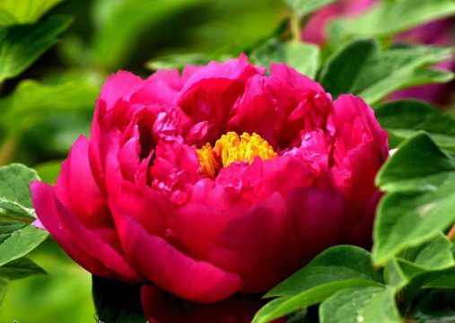 The main reason why peony leaves are easy to burn