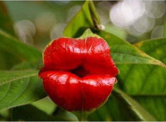 How to raise lip flowers, how to cultivate lip flowers/soil selection is very important