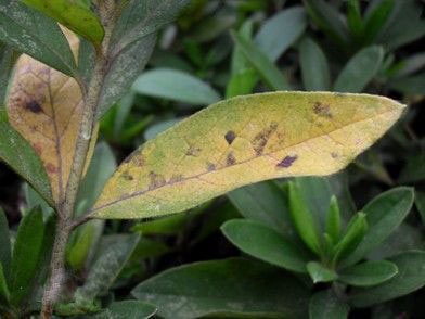 Control methods of Brown spot of Rhododendron