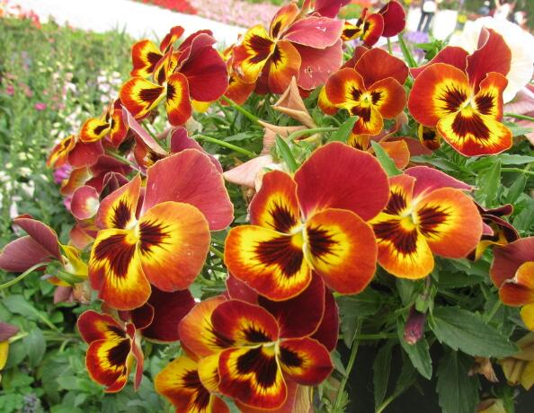 When does tricolor pansy bloom? the florescence of tricolor pansy is maintained / 4 months from April to July.