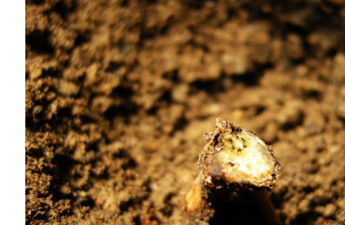 Treatment of Fusarium wilt of Clematis clematis