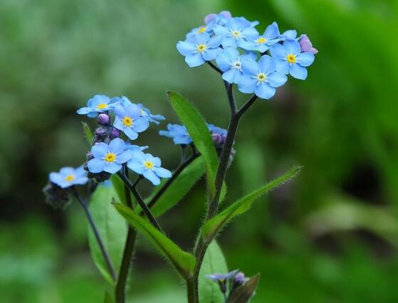 Forget-me-not how to raise, forget-me-not breeding methods and precautions / sufficient light