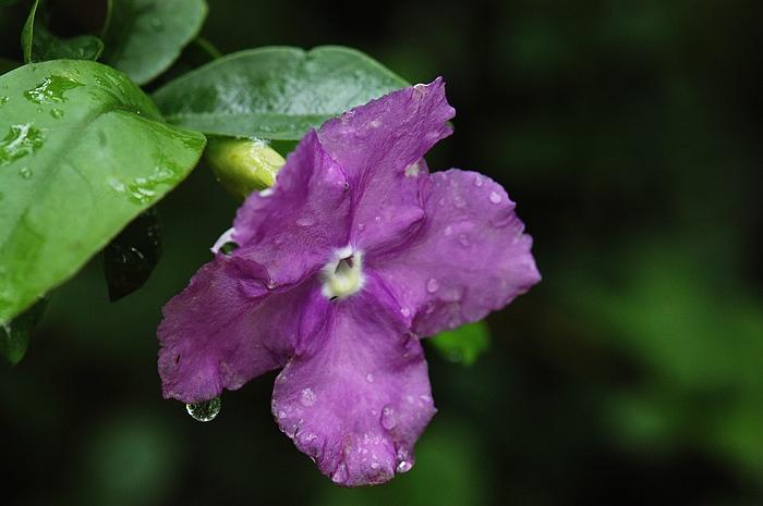 Culture methods and matters needing attention of two-color jasmine