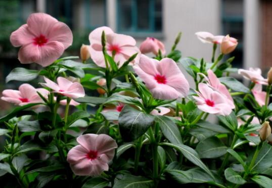 When does Catharanthus roseus blossom and the maintenance method of flowering period / fertilization frequently