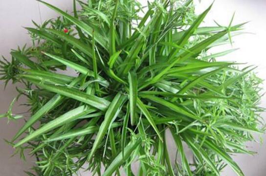 How to trim the spider plant, how to trim the spider plant diagram/simple 3 moves to make the spider plant more beautiful