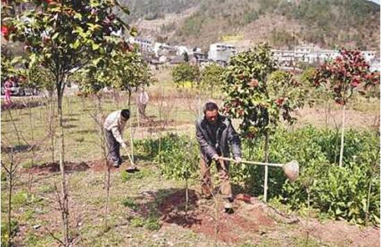 How to fertilize camellias, fertilization methods and matters needing attention of potted camellias / liquid fertilizer in the evening