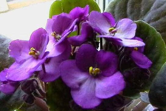 How to raise violets, the culture methods and precautions / temperature of violets should be appropriate.