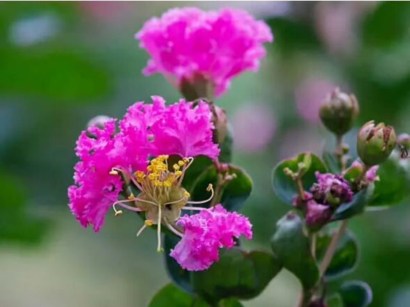 How to cut the flowers, how to cut the old branches