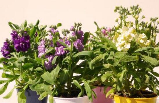 How to prune potted violets, how to trim violets (can blossom again)