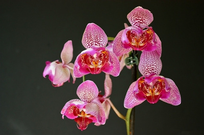 The skill of making Phalaenopsis bloom