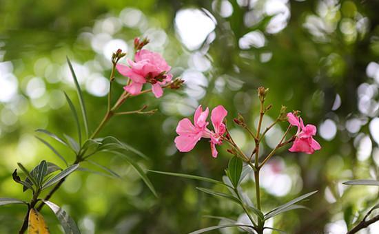 How to fertilize oleander, self-made agricultural fertilizer twice a month / stop fertilization at high temperature in summer