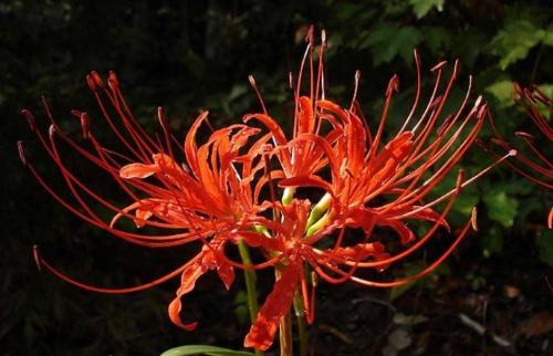 Culture methods and matters needing attention of Lycoris radiata