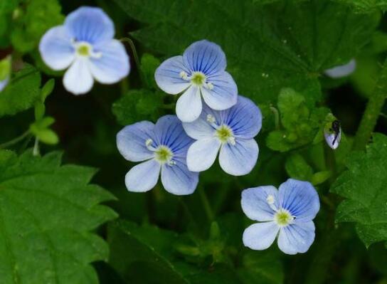 Don't forget when I bloom, forget-me-not how long the flowering period is / so that the flowering period can be extended