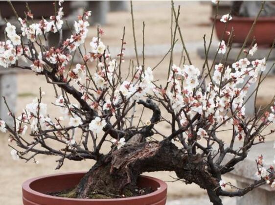 How to raise plum blossoms, plum blossom culture methods and precautions / sufficient light