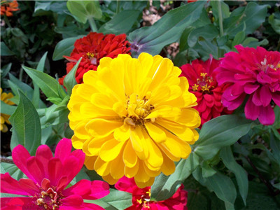 Breeding techniques of zinnia