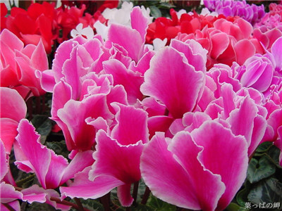 How to manage the flowering period of cyclamen