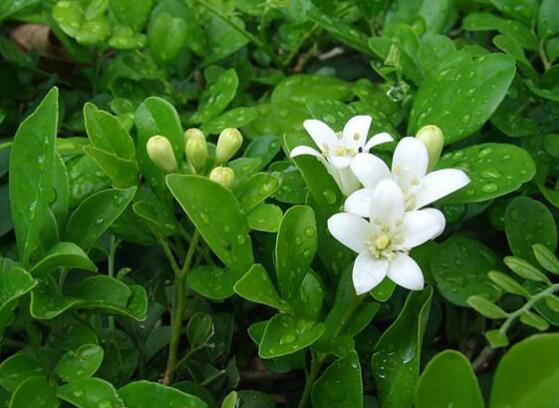 How to fertilize Jiuli incense, make the leaves green and bright / the flowers bloom fragrant and big