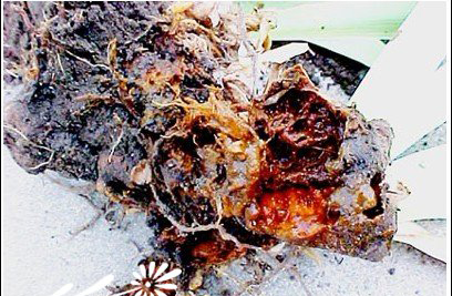 Control methods of bacterial soft rot of Iris