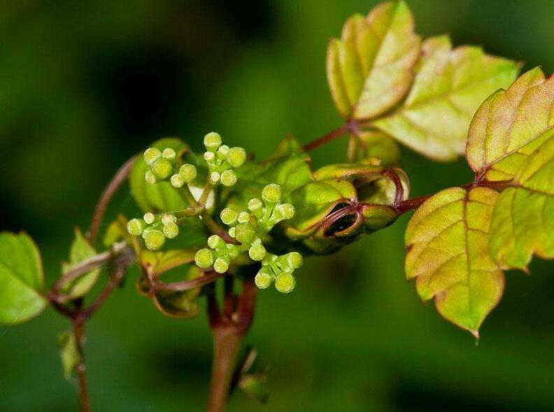 How to deal with the yellowing of clematis leaves / pay attention to 5 points to solve easily