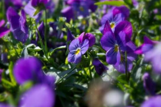 When do violets bloom and blossom in April / May (can blossom again if properly maintained)