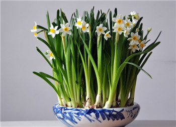 How to choose the bulbs of daffodils