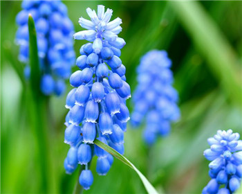 Methods and techniques of hydroponic culture of hyacinth