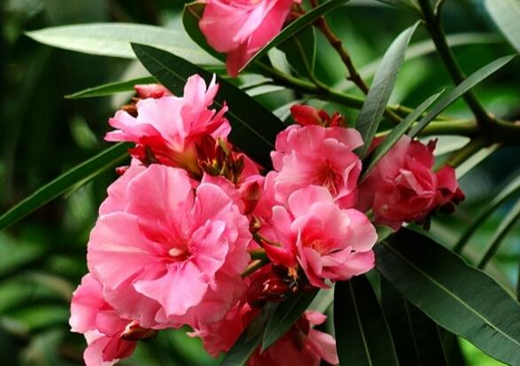 How to cultivate oleander in pot, culture methods and precautions of oleander / highly toxic