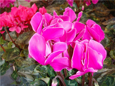 The Pianpian cyclamen comes